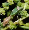 Cyptocephala antiguensis - photo 4