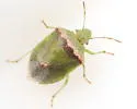 Cyptocephala antiguensis - photo 5