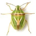Cyptocephala elegans
