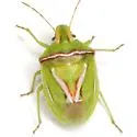Cyptocephala elegans - photo 2