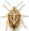 Cyptocephala elegans - photo 3