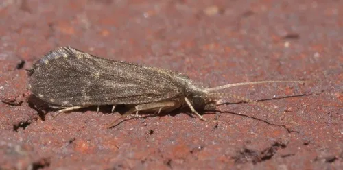 Cyrnellus fraternus - photo 2