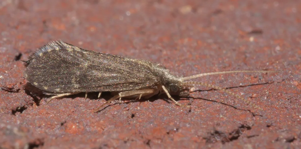 Cyrnellus fraternus - photo 3
