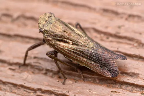 Cyrpoptus belfragei