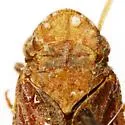 Cyrpoptus pudicus - photo 2