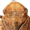 Cyrpoptus pudicus - photo 5