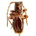 Cyrtinus beckeri