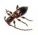 Cyrtinus pygmaeus - photo 2