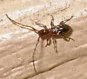Cyrtinus pygmaeus - photo 3