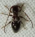 Cyrtinus pygmaeus - photo 4