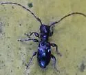 Cyrtinus pygmaeus - photo 5