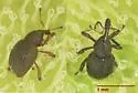 Salvinia Weevil