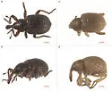 Salvinia Weevil - photo 2