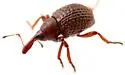Salvinia Weevil - photo 4