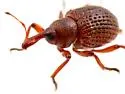 Salvinia Weevil - photo 5