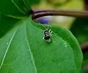 Cyrtocapsus pallipes - photo 2