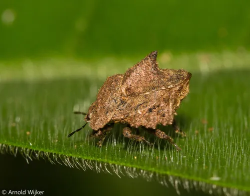 Cyrtocoridae - Cyrtocoridae