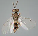 Cyrtogaster capitanea