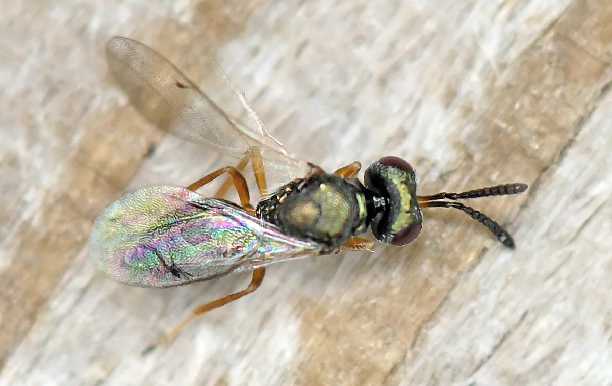 Cyrtogaster vulgaris - photo 3