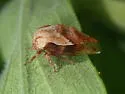 Cyrtolobus acuminatus