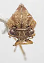 Cyrtolobus acuminatus - photo 4