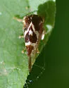 Cyrtolobus acutus