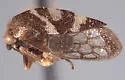 Cyrtolobus acutus - photo 4