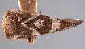 Cyrtolobus acutus - photo 5
