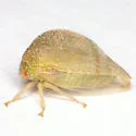 Cyrtolobus arcuatus - photo 4