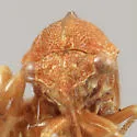 Cyrtolobus arizonae - photo 3
