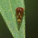 Cyrtolobus auroreus - photo 2