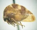Cyrtolobus celsus