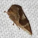 Cyrtolobus clarus - photo 2