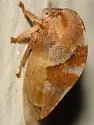 Cyrtolobus clarus - photo 3