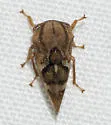 Cyrtolobus clarus - photo 4