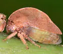 Cyrtolobus clarus - photo 5