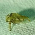 Cyrtolobus coronatus - photo 4