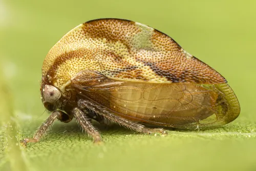 Cyrtolobus discoidalis