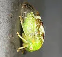 Cyrtolobus dixianus - photo 2
