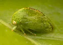 Cyrtolobus dixianus - photo 4
