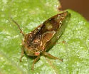 Cyrtolobus fenestratus