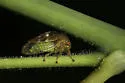 Cyrtolobus fenestratus - photo 3