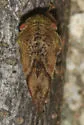 Cyrtolobus fenestratus - photo 4