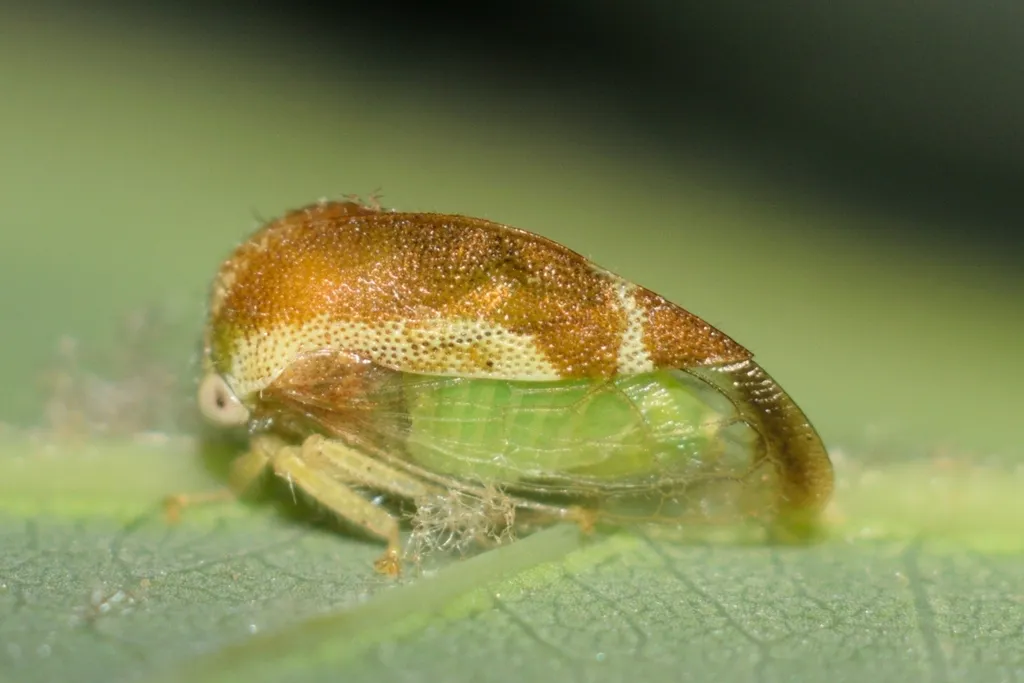 Cyrtolobus flavolatus - photo 2