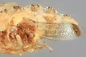 Cyrtolobus frigidus