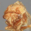 Cyrtolobus frigidus - photo 3