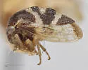 Cyrtolobus frigidus - photo 4