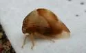 Cyrtolobus fuliginosus - photo 3