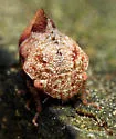 Cyrtolobus fuliginosus - photo 4