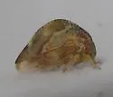 Cyrtolobus fuliginosus - photo 5